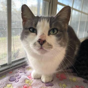 Lantern Fly -  Domestic Short Hair Cat for Adoption in Carencro, Louisiana - Lantern Fly | PetCurious