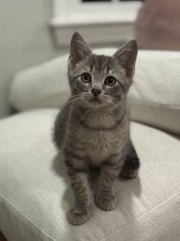 Rocky -  Domestic Short Hair Cat for Adoption in Canton, Massachusetts - Rocky | PetCurious
