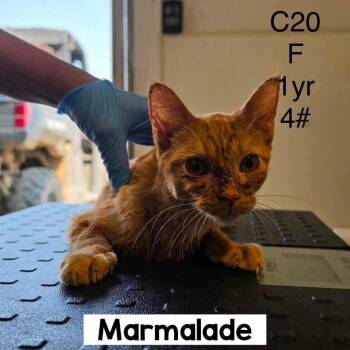 Marmalade -  Domestic Short Hair Cat for Adoption in Buffalo, Minnesota - Marmalade | PetCurious