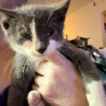 Rescue Domestic Short Hair Cats for Adoption in Woodstock, Virginia - Alex Willingham | PetCurious