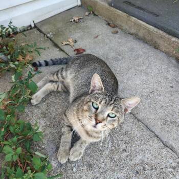 Tiger -  Domestic Short Hair Cat for Adoption in Chanute, Kansas - Tiger | PetCurious