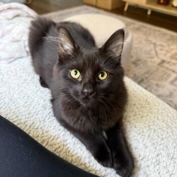 Moon -  Domestic Medium Hair Cat for Adoption in Hartville, Ohio - Moon | PetCurious