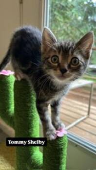 Tommy Shelby -  Domestic Short Hair Cat for Adoption in Portland, Oregon - Tommy Shelby | PetCurious