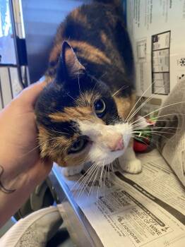 Moon Pie -  Domestic Short Hair Cat for Adoption in Cortland, New York - Moon Pie | PetCurious