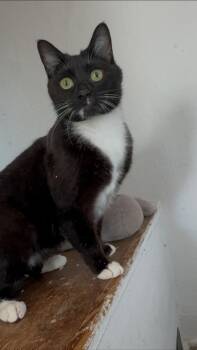 Rescue Domestic Short Hair Cats for Adoption in Scottsdale, Arizona - Miette | PetCurious