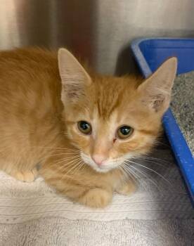 Bingo -  Domestic Short Hair Cat for Adoption in Lake City, Arkansas - Bingo | PetCurious