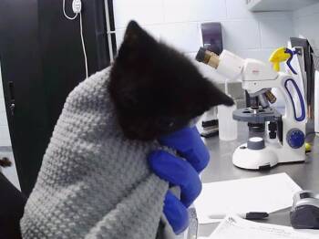 HARRIET -  Domestic Short Hair Cat for Adoption in Charlotte, North Carolina - HARRIET | PetCurious