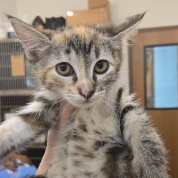 Pico -  Domestic Short Hair Cat for Adoption in Idaho Falls, Idaho - Pico | PetCurious