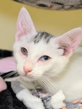 Marshal -  Domestic Short Hair Cat for Adoption in Menomonie, Wisconsin - Marshal | PetCurious