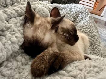 Glen -  Siamese Cat for Adoption in Kennewick, Washington - Glen | PetCurious