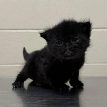 Stormy -  Domestic Short Hair Cat for Adoption in Bristol, Indiana - Stormy | PetCurious