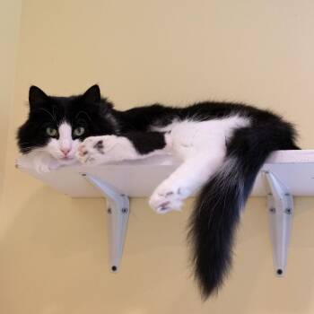 Ringo -  Domestic Medium Hair Cat for Adoption in Mckean, Pennsylvania - Ringo | PetCurious