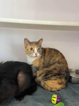 Domestic Short Hair Cats Available for Adoption - Pam | PetCurious