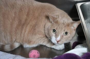 Rescue Domestic Short Hair Cats for Adoption in Brunswick, Georgia - Mello | PetCurious