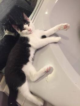 Pocus -  Domestic Short Hair Cat for Adoption in Hamilton, Ontario - Pocus | PetCurious