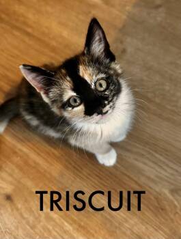 Triscuit -  Domestic Short Hair Cat for Adoption in Collierville, Tennessee - Triscuit | PetCurious