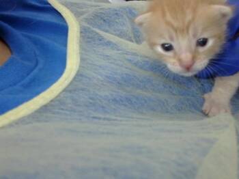 Domestic Medium Hair Cats Available for Adoption in Dallas, Texas - GARFIELD | PetCurious