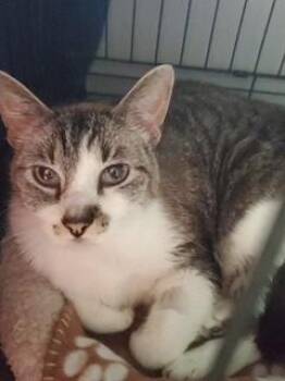 Butters -  Tabby Cat for Adoption in Phoenix, Arizona - Butters | PetCurious