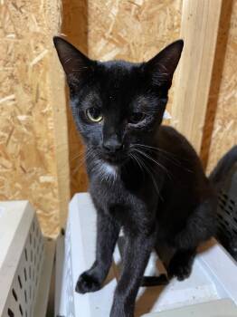 Rescue Domestic Short Hair Cats for Adoption in Dalton, Georgia - Binx | PetCurious