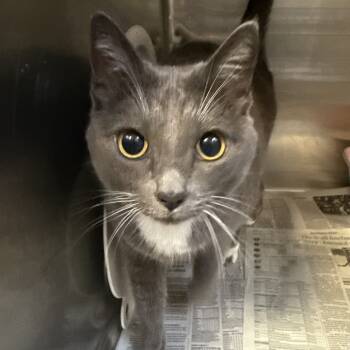 Rescue Domestic Short Hair Cats for Adoption in Hawthorne, California - Luna | PetCurious