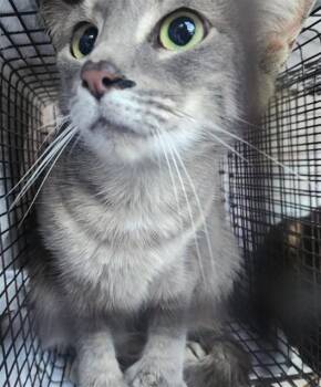 Domestic Short Hair Cats Available for Adoption in Fort Lauderdale, Florida - A2475079 | PetCurious