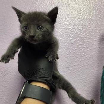 61182112 -  Domestic Short Hair Cat for Adoption in El Paso, Texas - 61182112 | PetCurious