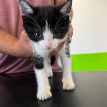 Max -  Domestic Short Hair Cat for Adoption in Ponca City, Oklahoma - Max | PetCurious