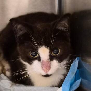 Sam -  Domestic Short Hair Cat for Adoption in Bentonville, Arkansas - Sam | PetCurious