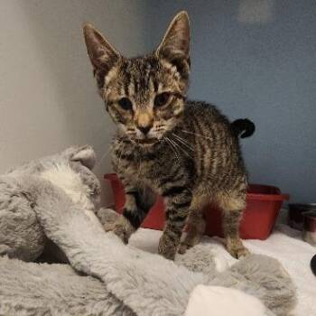 Reba -  Domestic Short Hair Cat for Adoption in Harrisonburg, Virginia - Reba | PetCurious