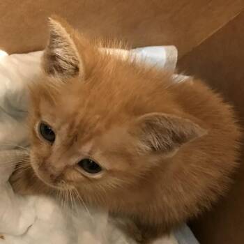 Kellogg -  Domestic Short Hair Cat for Adoption in West Palm Beach, Florida - Kellogg | PetCurious