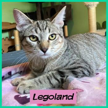 Rescue Domestic Short Hair Cats for Adoption in San Juan Capistrano, California - Legoland | PetCurious