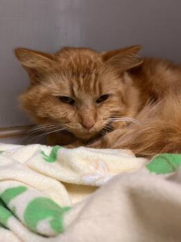 Ed -  Domestic Medium Hair Cat for Adoption in Wetaskiwin, Alberta - Ed | PetCurious
