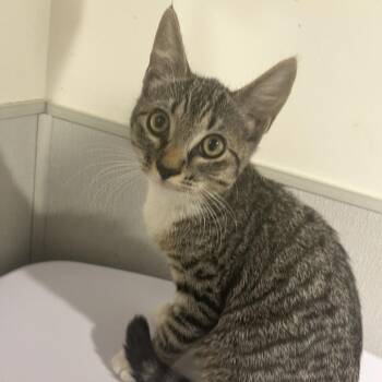 Sigrid -  Domestic Short Hair Cat for Adoption in Tampa, Florida - Sigrid | PetCurious