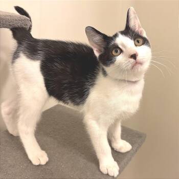 Mortal Voyage -  Domestic Short Hair Cat for Adoption in Fredericksburg, Virginia - Mortal Voyage | PetCurious