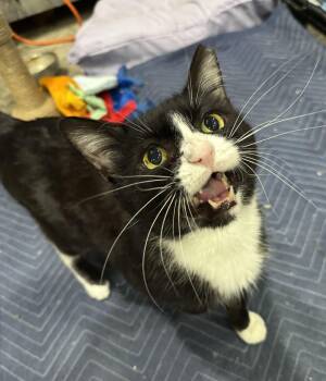 Fancy Pants -  Domestic Short Hair Cat for Adoption in Chandler, Arizona - Fancy Pants | PetCurious