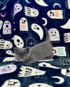 Beverly Marsh -  Domestic Short Hair Cat for Adoption in Newberg, Oregon - Beverly Marsh | PetCurious