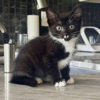 Leilani -  Tuxedo Cat for Adoption in Memphis, Tennessee - Leilani | PetCurious