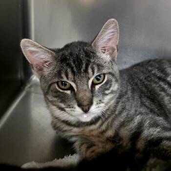 Mason -  Domestic Short Hair Cat for Adoption in Goleta, California - Mason | PetCurious