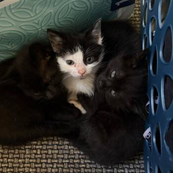 Chocolate Chip -  Domestic Medium Hair Cat for Adoption in Escondido, California - Chocolate Chip | PetCurious