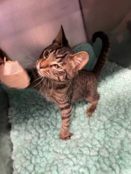 Rescue Domestic Short Hair Cats for Adoption in Lynn Haven, Florida - Spruce | PetCurious