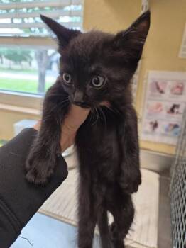 COLE -  Domestic Short Hair Cat for Adoption in Fort Myers, Florida - COLE | PetCurious