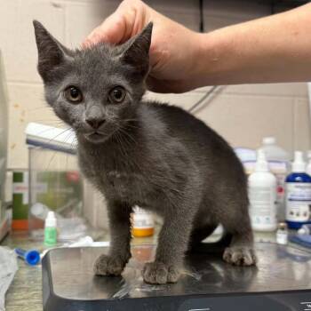 Velvet 2766 -  Domestic Short Hair Cat for Adoption in Hamilton, Georgia - Velvet 2766 | PetCurious