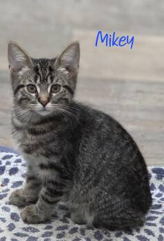 Mikey -  Domestic Short Hair Cat for Adoption in Warren, Michigan - Mikey | PetCurious