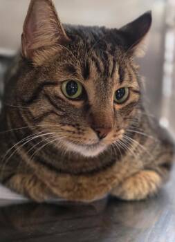 Zevvers -  Domestic Short Hair Cat for Adoption in Cottonwood, Arizona - Zevvers | PetCurious