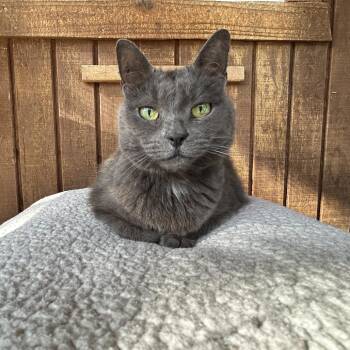 Chevy -  Domestic Short Hair Cat Available for Adoption in Conway, New Hampshire - Chevy | PetCurious