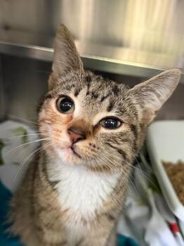 Milli Vanilli -  Domestic Short Hair Cat for Adoption in Pomona, New York - Milli Vanilli | PetCurious
