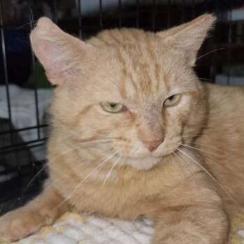 Rescue Domestic Short Hair Cats for Adoption in Stoughton, Wisconsin - Byron (FIV+) | PetCurious