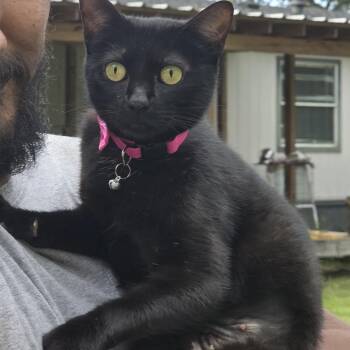 Rescue Domestic Short Hair Cats for Adoption in Magnolia, Texas - Katie | PetCurious