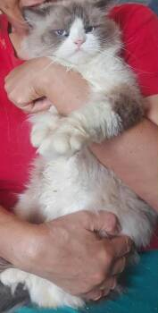 Rescue Ragdoll and Ragamuffin Cats for Adoption in Brampton, Ontario - Bogi C | PetCurious