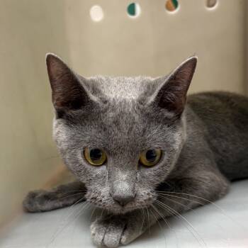 Autumn -  Domestic Short Hair Cat for Adoption in Reno, Nevada - Autumn | PetCurious